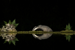 Badger reflection