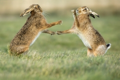 Boxing Hares