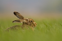 Brown Hare