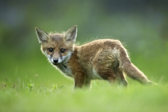 Fox cub