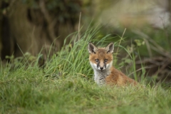 Fox den