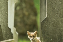 Cemetery