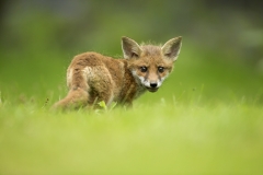 Fox cub