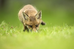 Fox cub