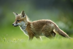 Fox cub