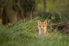 Red fox den