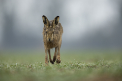 Hare-running