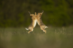 Lets-Dance