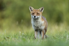 Hunting in a meadow