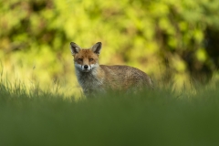 Red fox