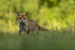 Red fox in a meadow