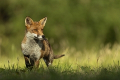 Red fox