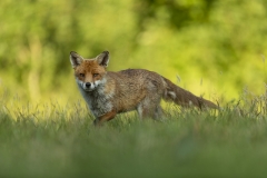 Fox in a meadow