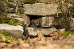 Stoat in a hole
