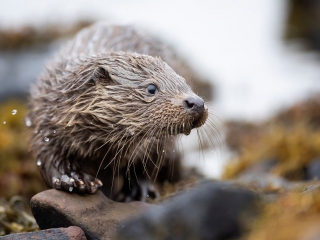 Otters