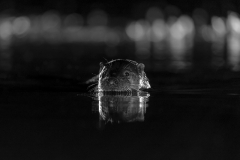 Otter at night
