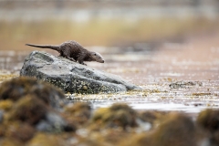 Otter