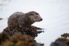 Young otter