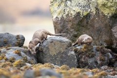 Otters hunting