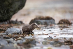 Young otter