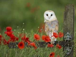 Owls