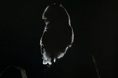 Backlit