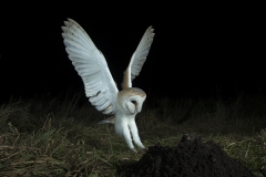 Barn owl and mole