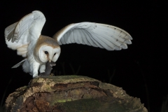 Barn owl and snowdrop