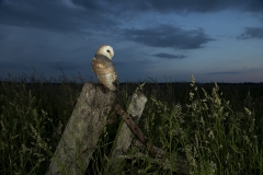 Barn owl hunting at dusk