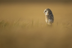 Barn owl in crop field
