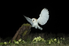 Barn owl landing