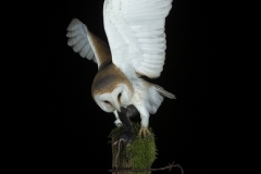 Barn owl with prey