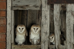Barnies