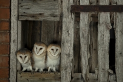 Barnies