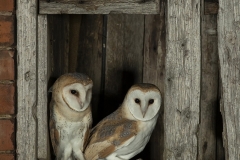 Barnies