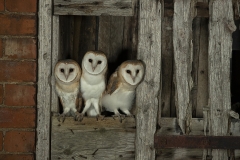 Barnies