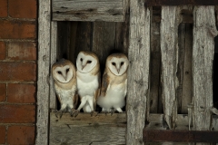 Barnies