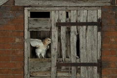 Barnies