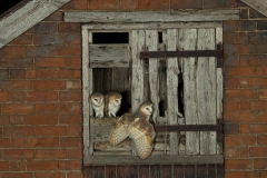 Barnies