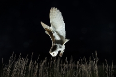 Dive