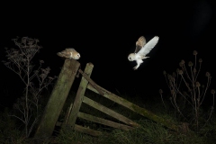 Owl and her daughter