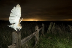 Owl and sky