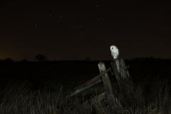 Owl and the plough