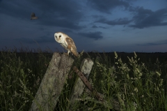 Owl flypast