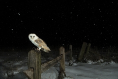 Owl in snow