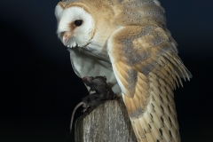 Owl mantling