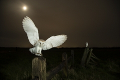 Owls in the moonlight