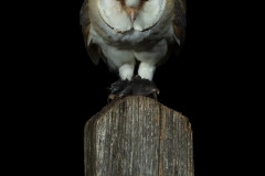Stare