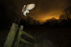 The Hunt