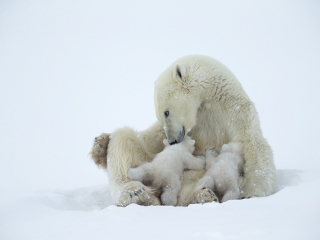 Polar Bears
